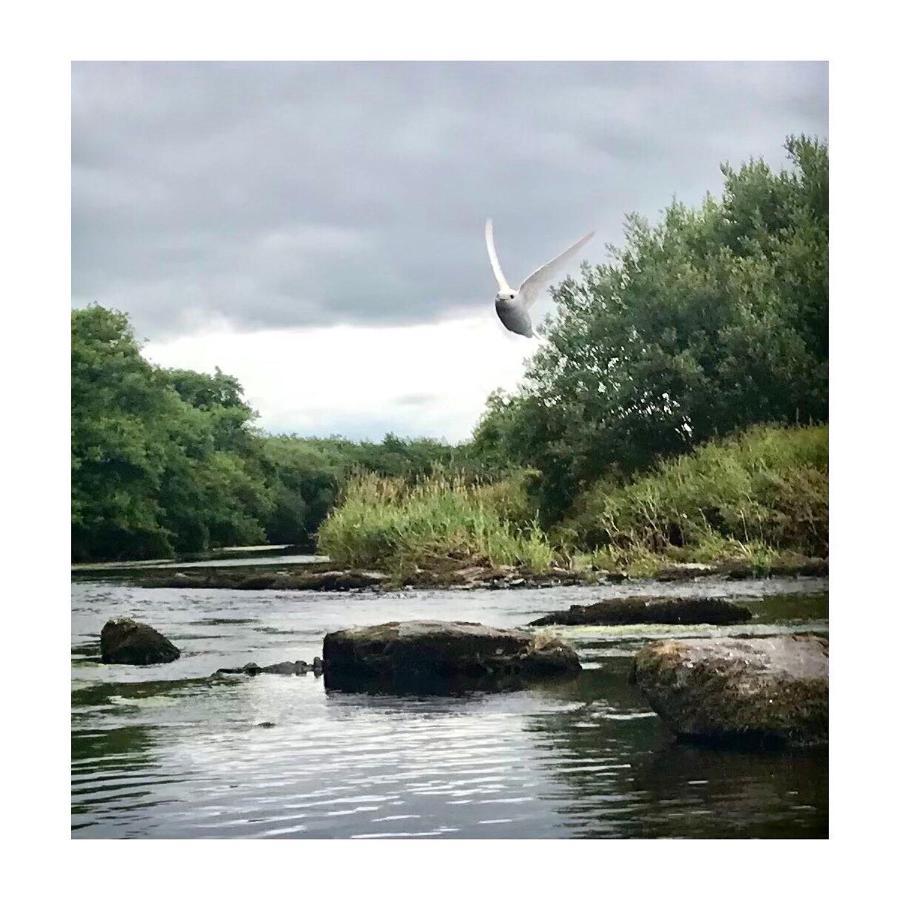 Dromdiah Lodge Killeagh Luaran gambar